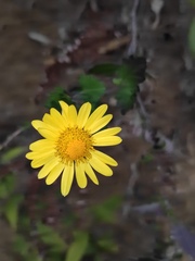 Chrysanthemum indicum