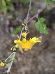 Chrysanthemum indicum
