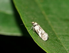 Philobota partitella