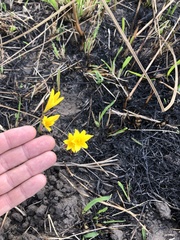 Cyrtanthus breviflorus