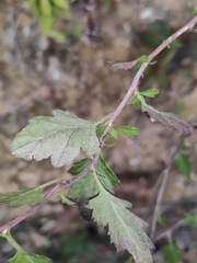 Chrysanthemum indicum