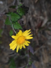 Chrysanthemum indicum