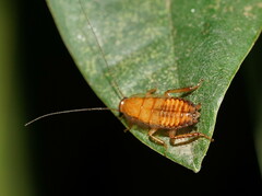 Polyzosteriinae
