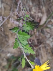 Chrysanthemum indicum