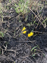 Cyrtanthus breviflorus