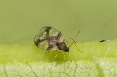 Stephanitis pyrioides