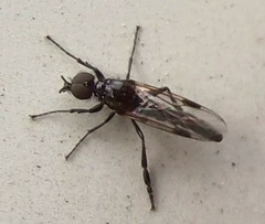 Dilophus