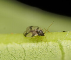 Stephanitis pyrioides