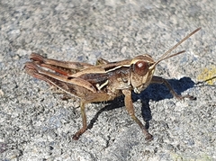 Phaulacridium marginale