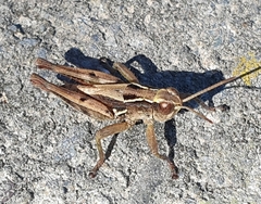 Phaulacridium marginale