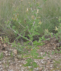 Mentzelia reverchonii