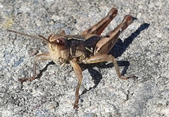 Phaulacridium marginale