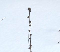 Campanula cervicaria