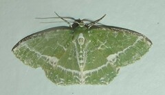 Eucyclodes insperata