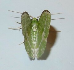 Eucyclodes insperata