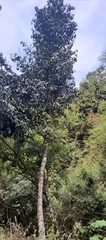Diospyros sylvatica
