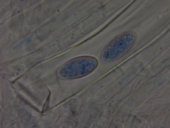 Peziza griseorosea