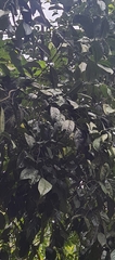 Diospyros sylvatica