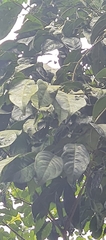Diospyros sylvatica