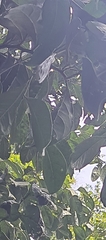 Diospyros sylvatica