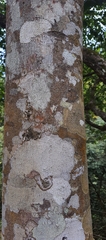 Diospyros sylvatica