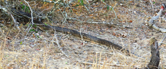 Python natalensis