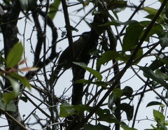 Meliphaga lewinii