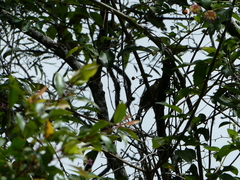 Meliphaga lewinii