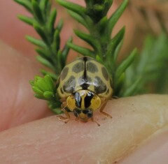 Harmonia antipoda