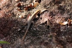 Eutropis macularia