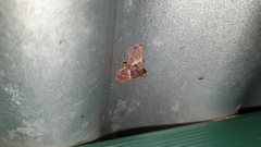 Endotricha mesenterialis