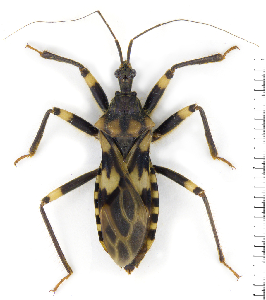 Acanthaspidini