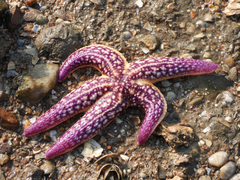 Asterias amurensis