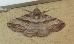 Gastrinodes bitaeniaria