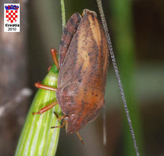 Eurygaster austriaca