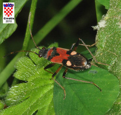 Beosus quadripunctatus