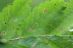 Stigmella sorbi