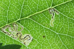 Stigmella sorbi