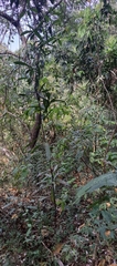 Ancistrocladus heyneanus