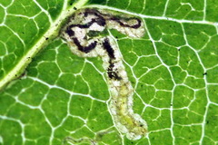 Stigmella sorbi
