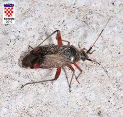 Closterotomus annulus