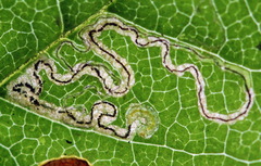 Stigmella sorbi