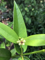 Clusiaceae