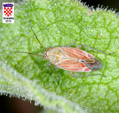 Pachyxyphus lineellus