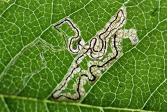 Stigmella sorbi