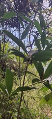 Ancistrocladus heyneanus