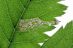 Stigmella sorbi