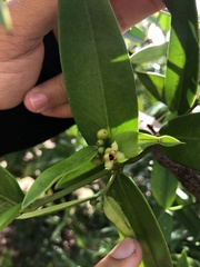 Clusiaceae