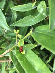 Clusiaceae