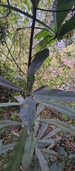 Ancistrocladus heyneanus